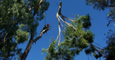 tree removal services melbourne