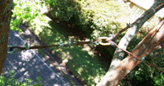 tree remedial service melbourne